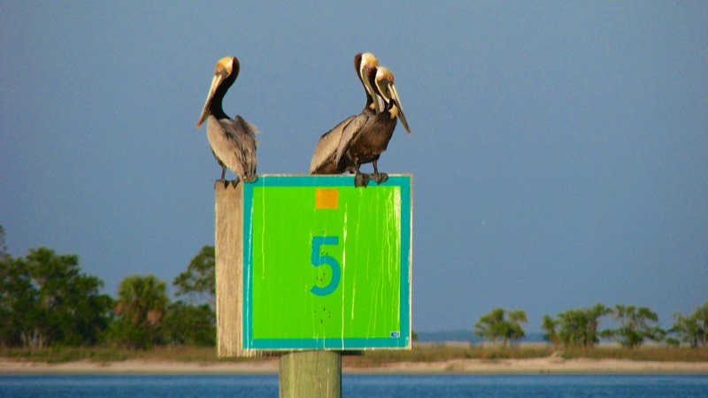 Pelicans resting on Hilton Head channel marker sign
