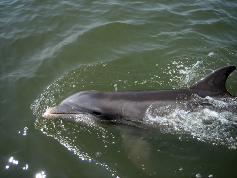 Hilton Head dolphin swimming next to tour boat