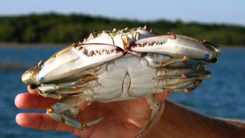 Blue crab caught by hand crabbing