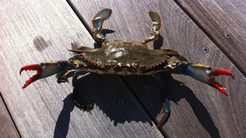 Blue Crab caught while crabbing in Hilton Head