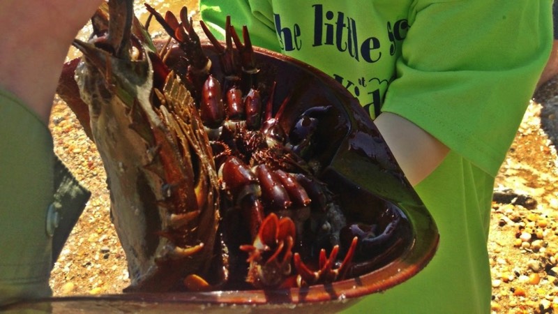 Horeshoe Crab on nature tour