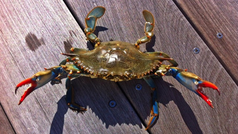 Atlantic Blue Crab holding up claws