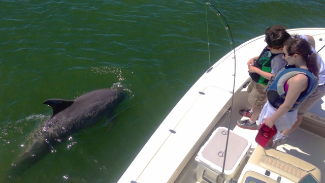 dolphin watching on a shark fishing charter in Hilton Head Island