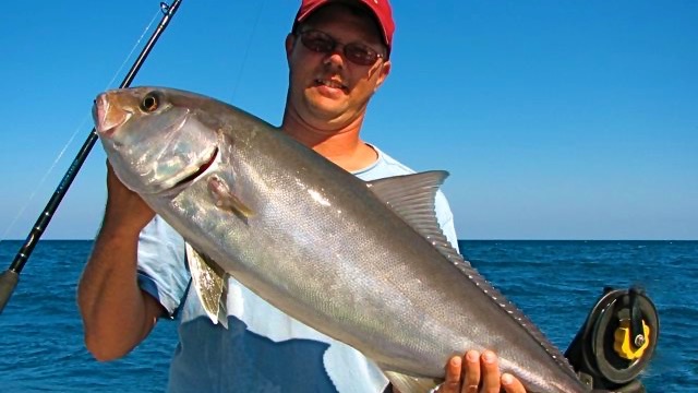 offshore amberjack fish caught fishing in Hilton Head